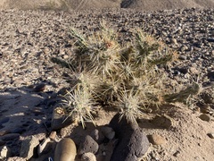 Cylindropuntia acanthocarpa