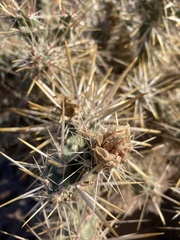 Cylindropuntia acanthocarpa