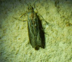 Phycitinae