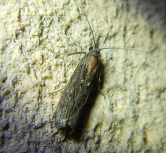Phycitinae