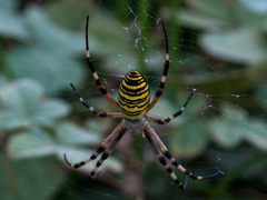Argiope bruennichi