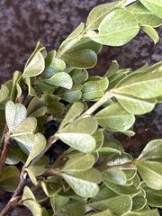 Psoralea bracteolata