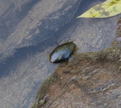 Megadytes