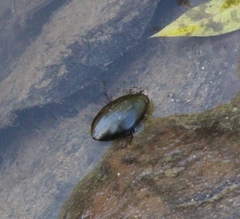 Megadytes