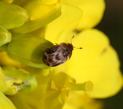 Xenostrongylus variegatus