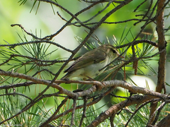Phylloscopus trochiloides