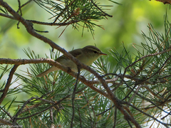 Phylloscopus trochiloides