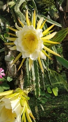 Selenicereus undatus
