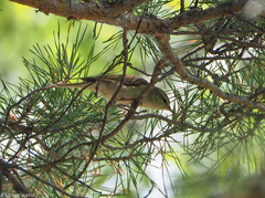 Phylloscopus trochiloides