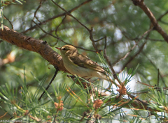 Phylloscopus trochiloides