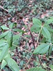 Aesculus pavia