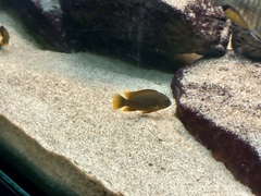 Iodotropheus sprengerae