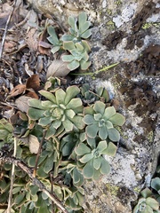 Sedum oblanceolatum