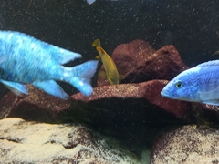 Iodotropheus sprengerae