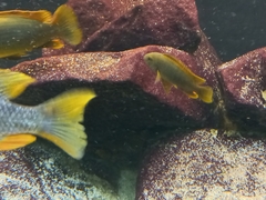 Iodotropheus sprengerae