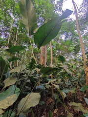 Megaphrynium macrostachyum