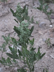 Chenopodium ficifolium