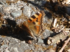 Aglais caschmirensis