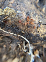 Metatrichia vesparium