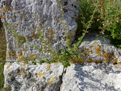 Clinopodium nepeta
