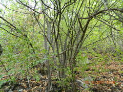 Cornus mas