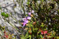 Pelargonium scabroide