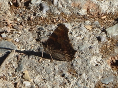 Aglais caschmirensis