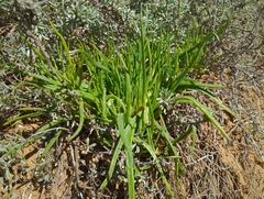 Conicosia pugioniformis