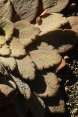 Rosulatae