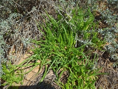 Conicosia pugioniformis