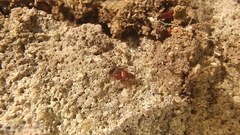 Pselaphinae