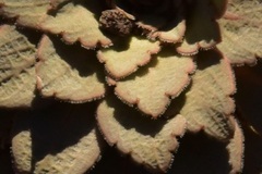 Rosulatae