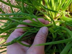 Conicosia pugioniformis