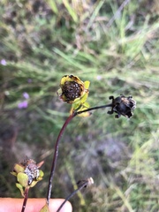 Silphium asteriscus dentatum