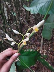 Megaphrynium macrostachyum