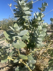 Calotropis procera image