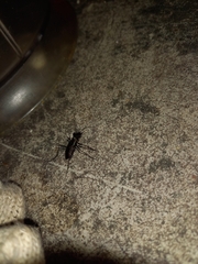 Odontocheila