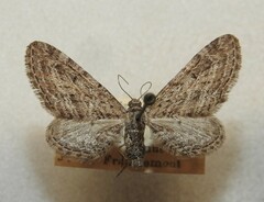 Eupithecia gelidata