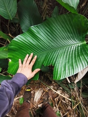 Megaphrynium macrostachyum