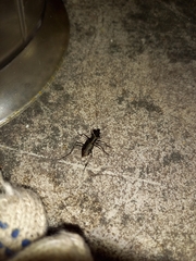 Odontocheila