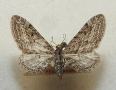 Eupithecia gelidata