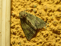 Polyphaenis sericata