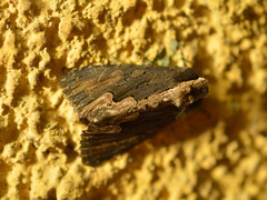 Dypterygia scabriuscula