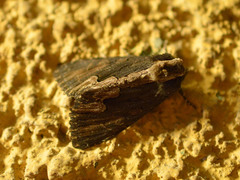 Dypterygia scabriuscula