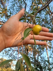 Eugenia myrcianthes