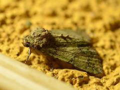 Polyphaenis sericata