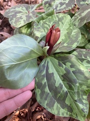 Trillium maculatum