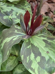 Trillium maculatum
