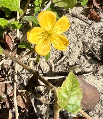Mentzelia floridana