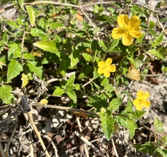 Mentzelia floridana